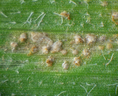 southern rust 2.jpg southern rust 2.jpg